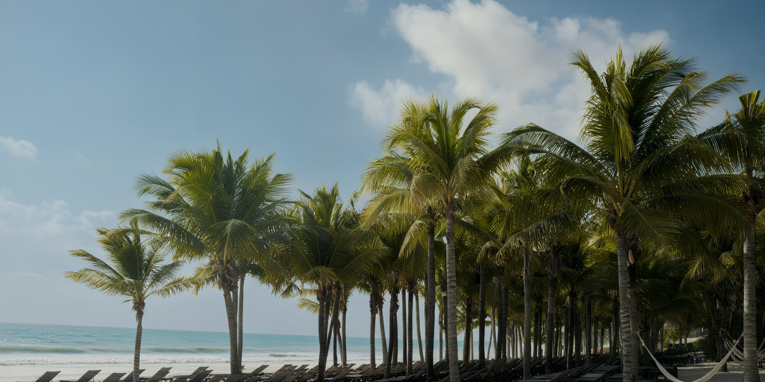 Catalonia Playa Maroma features a stunning row of palm trees on a sandy beach, complemented by several lounge chairs perfectly positioned to face the ocean beneath a partly cloudy sky.
