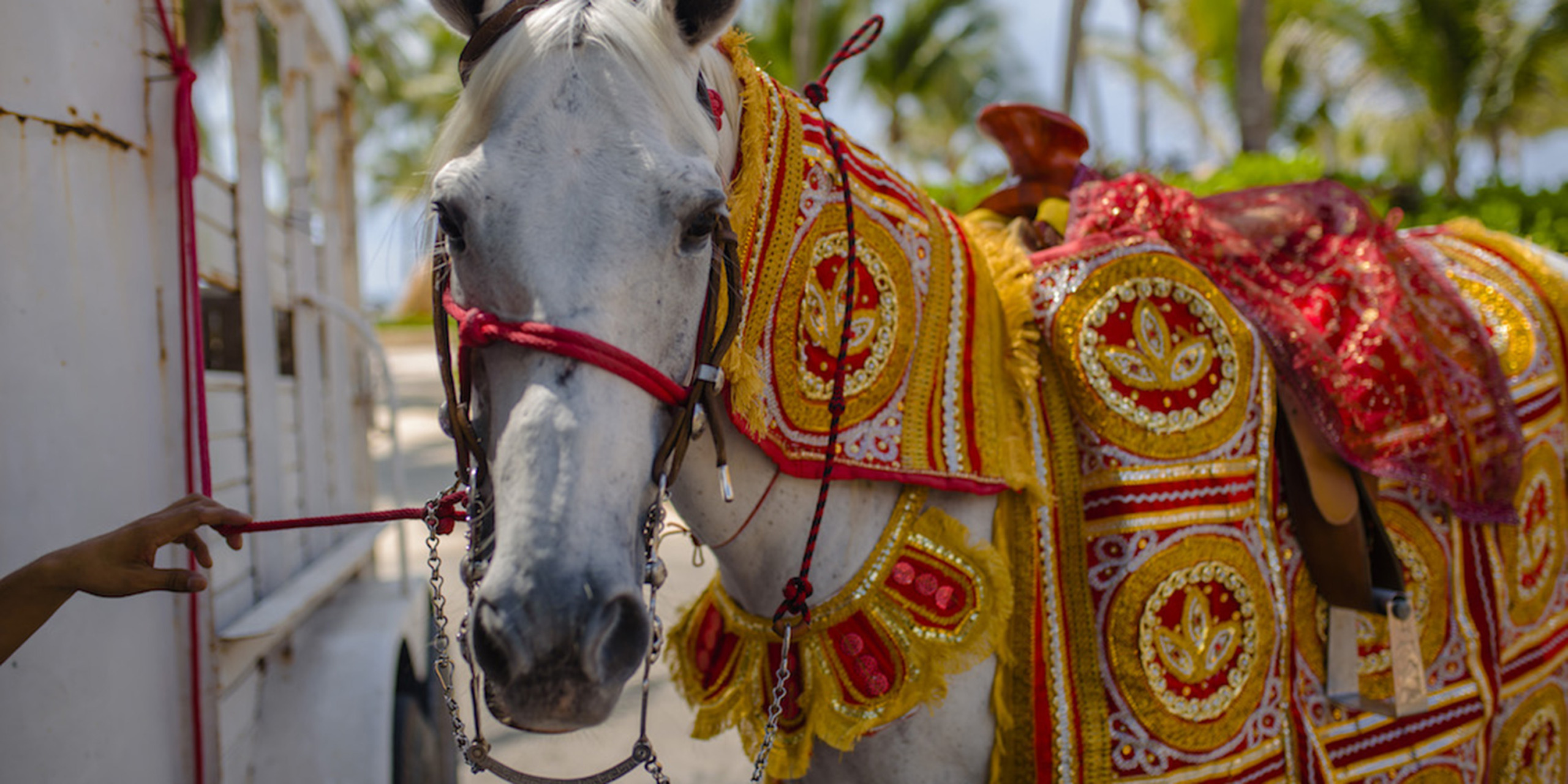 Jason and Priya weddng. White Horse for Hindu Weddings One of the important and fun ceremonies is the arrival of the groom sitting on a white decorated horse. He arrives on the day of the wedding at the wedding venue. The groom's family members, relatives and friends accompany him to the wedding venue in big procession.