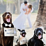 Dogs at a pet friendly wedding resort, while their parents kiss at their wedding