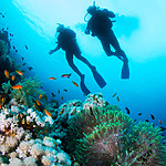 Two scuba divers explore a vibrant underwater coral reef, a popular destination for weddings, teeming with colorful fish.