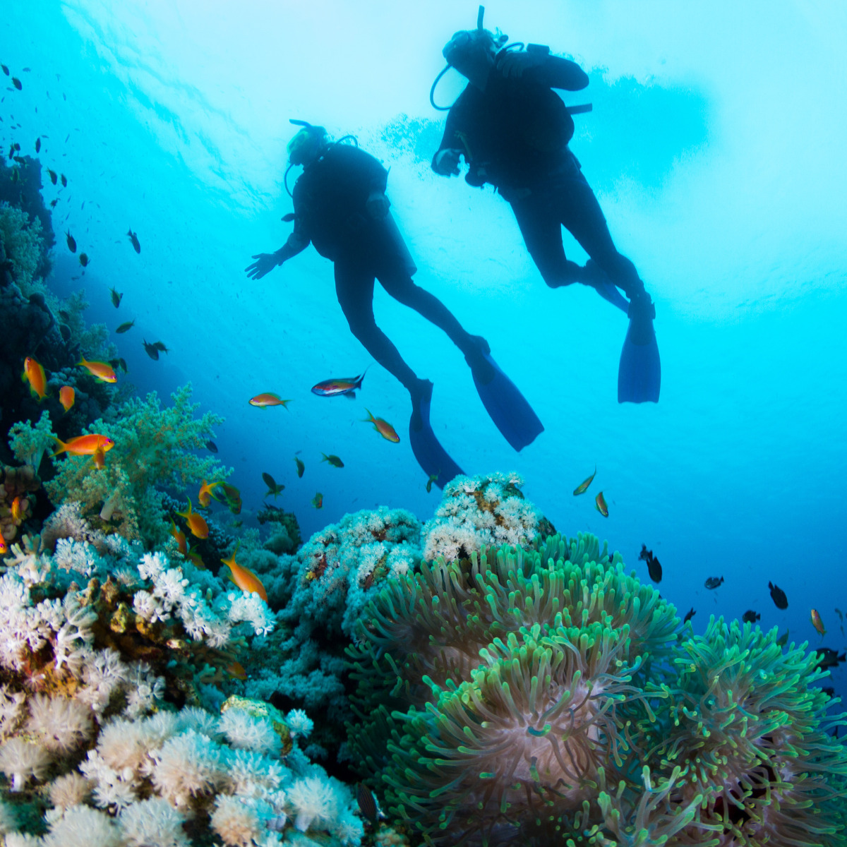 Two scuba divers explore a vibrant underwater coral reef, a popular destination for weddings, teeming with colorful fish.