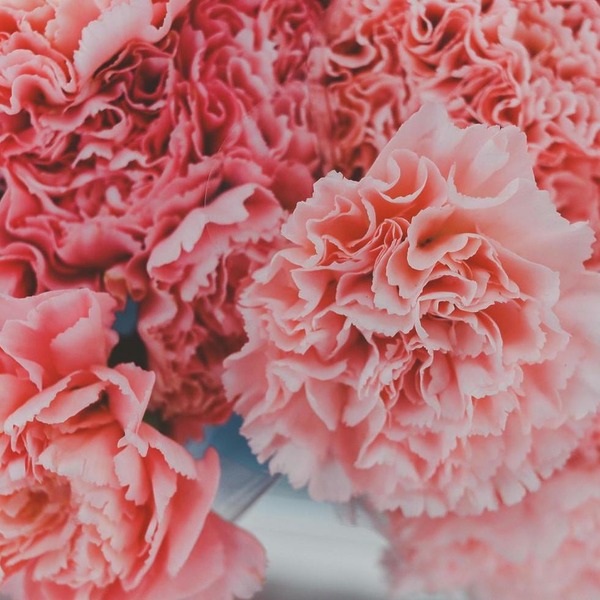 A Beginner’s Guide to Wedding Anniversary Flowers