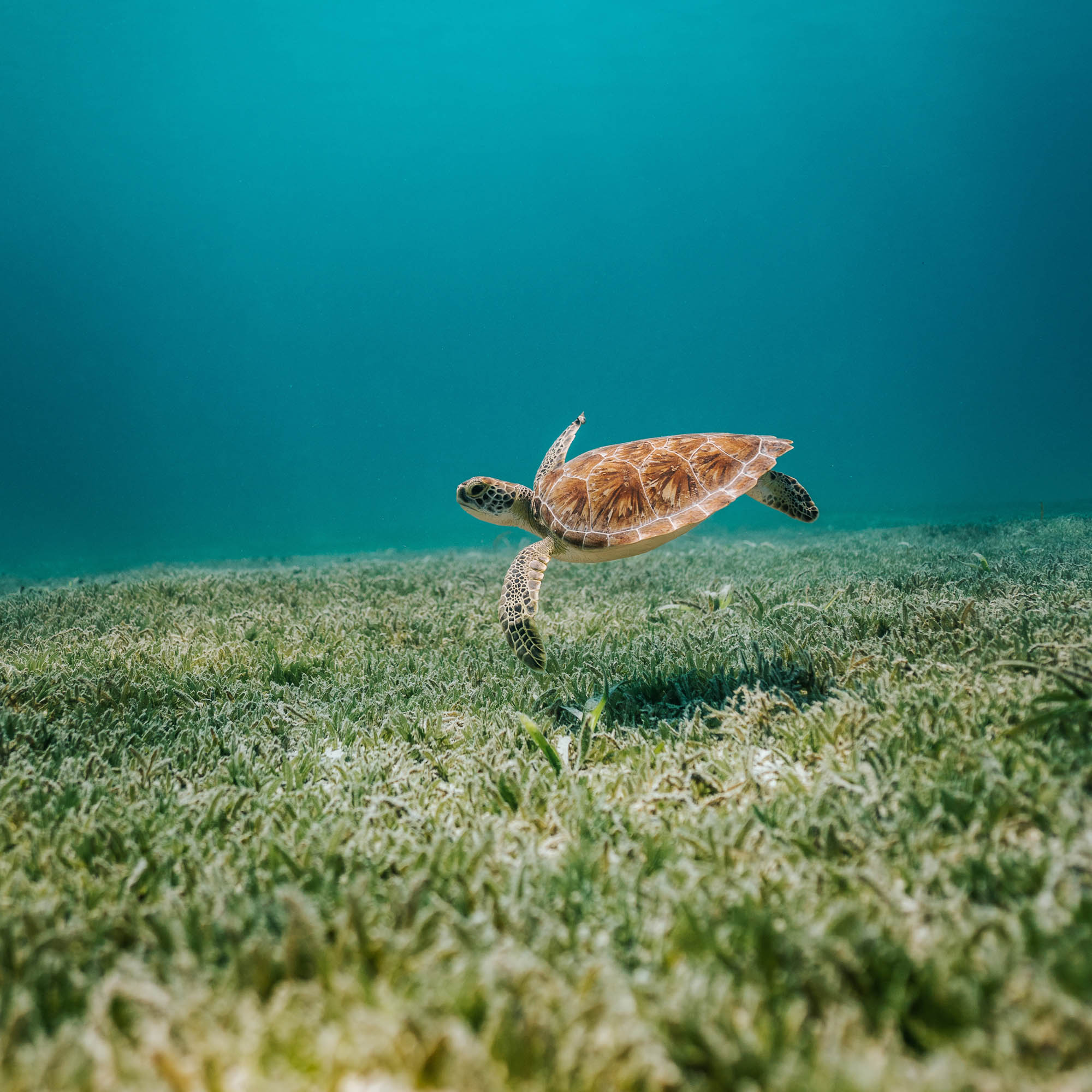 A sea turtle gracefully swimming in the ocean.