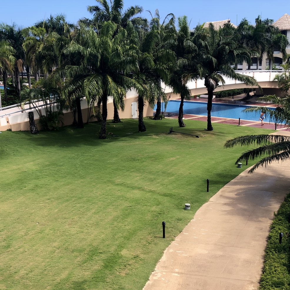 A lush lawn with palm trees, a curved walkway, and a pool with a white bridge—perfect for a destination wedding.